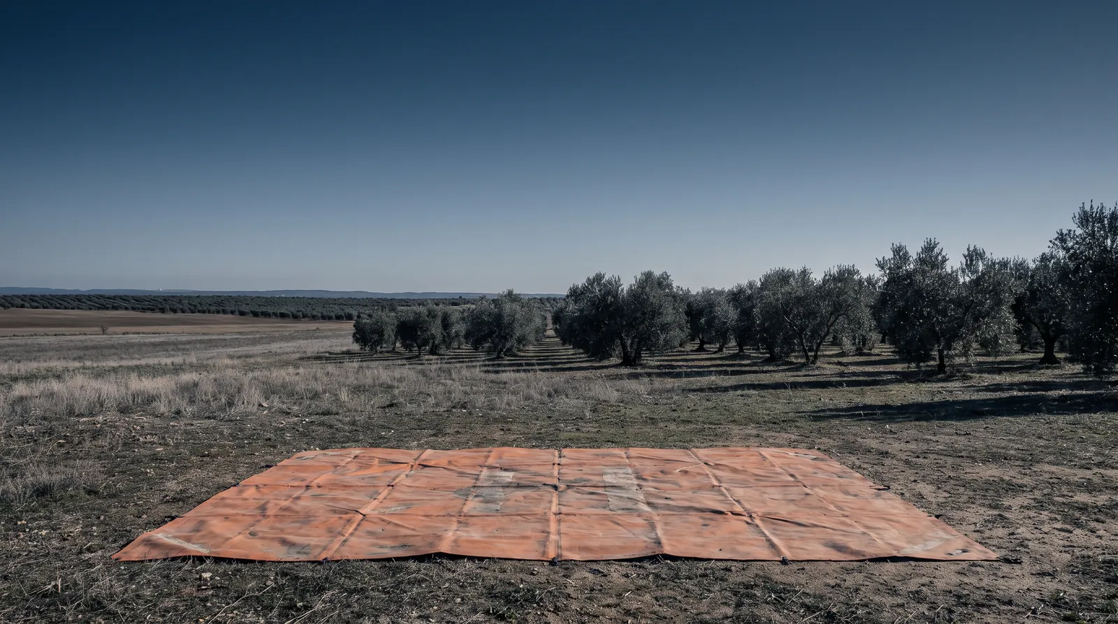 Lona de aterrizaje naranja extendida sobre la tierra en una explanada despejada junto a un olivar.